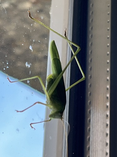 Sickle-bearing Bush-cricket