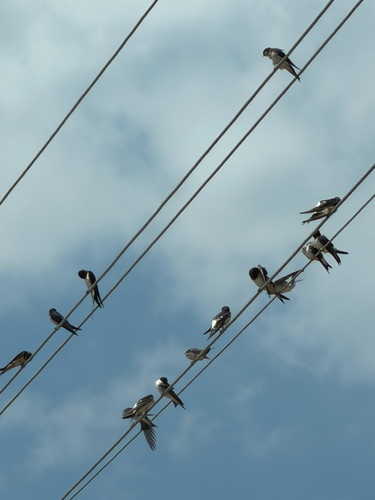 Western House Martin