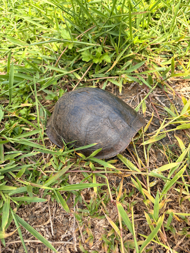 Sunda Box Turtle
