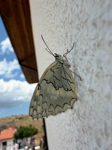Balkan Marbled White
