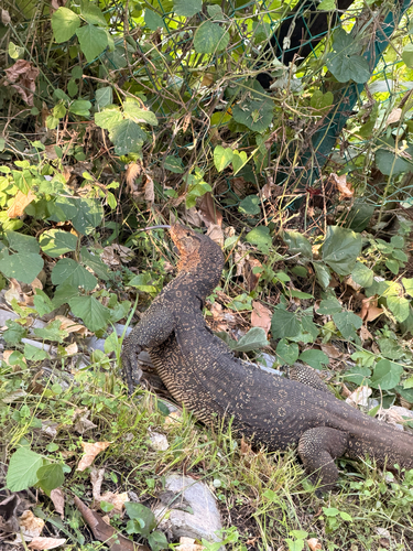 Common Water Monitor