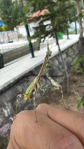 Fasciated Conehead Mantid
