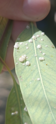 Red Gum Lerp Psyllid