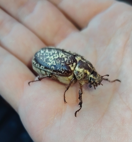 Pine Chafer