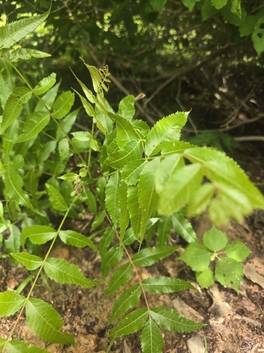 Neem