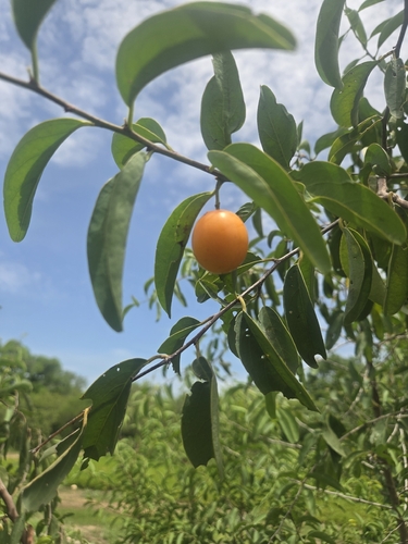 Hog plum