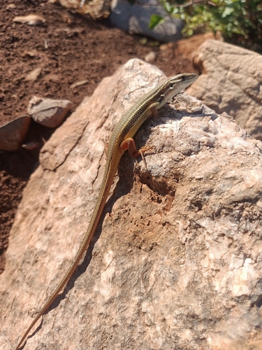 Large Psammodromus
