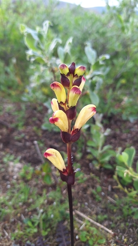 Moor-King Lousewort