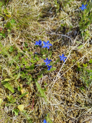 Alpine gentian
