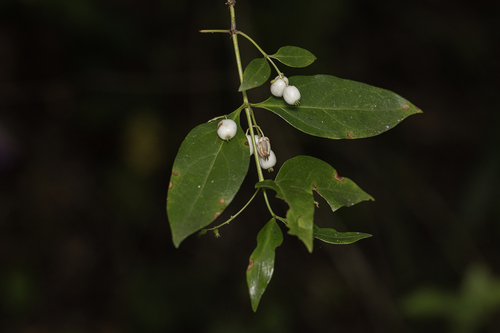 West Indian milkberry