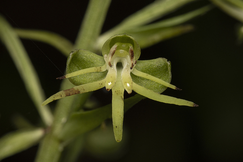 Habenaria cryptophila