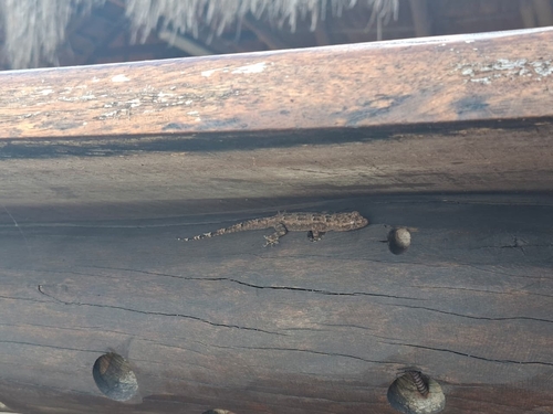 Tropical House Gecko