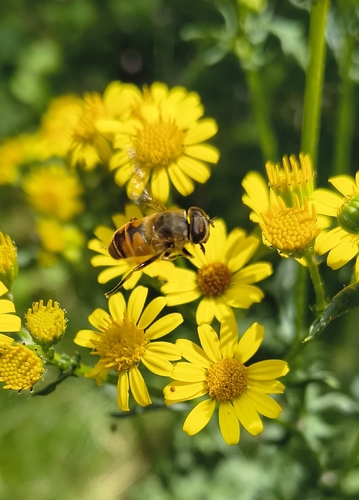 Common Drone Fly