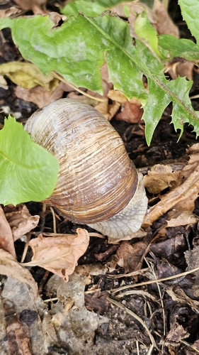 Roman Snail
