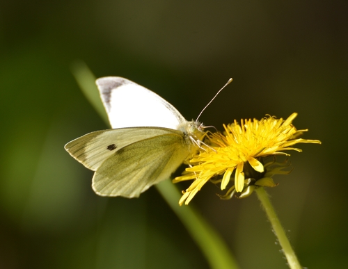 Large White