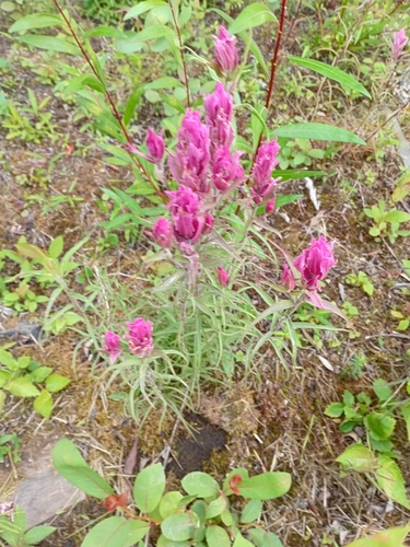 Raup's paintbrush