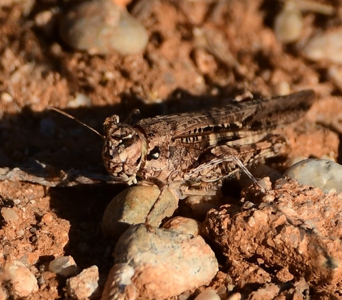 Common Digging Grasshopper