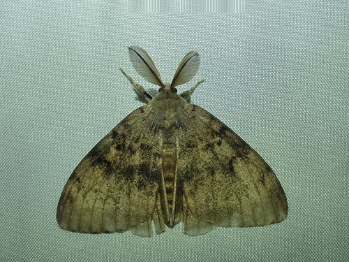 Spongy Moth