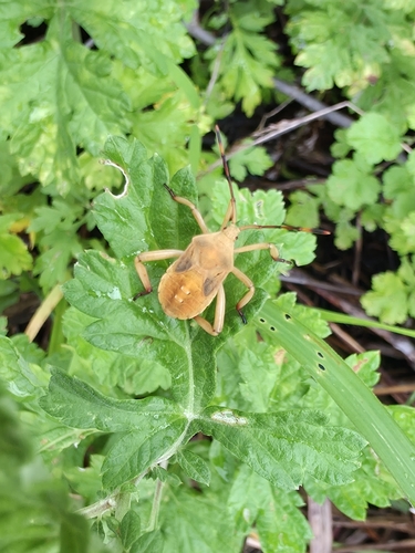 Anoplocnemis dallasi