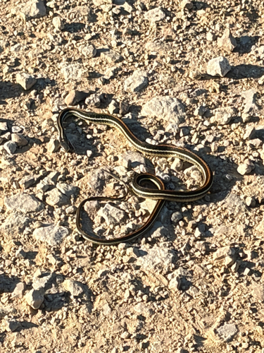 Western Ribbon Snake
