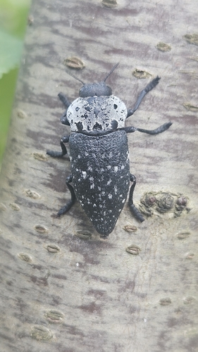Flat-headed Root-borer