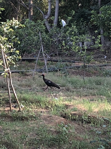 Red-naped Ibis