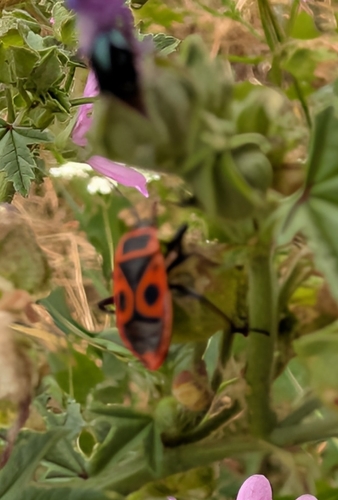 European Firebug