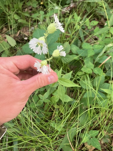 starry campion