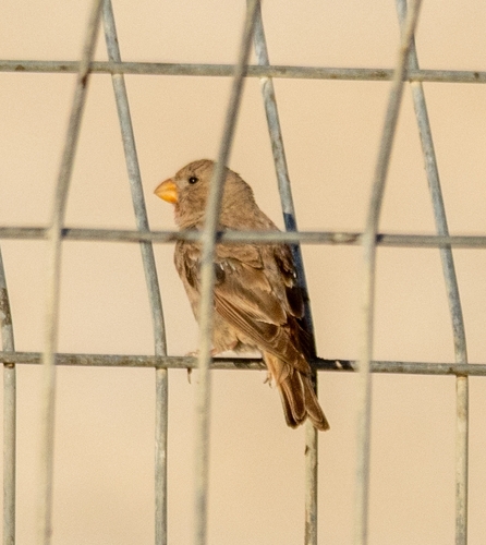 Trumpeter Finch