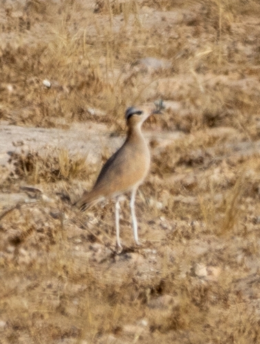 Cream-coloured Courser