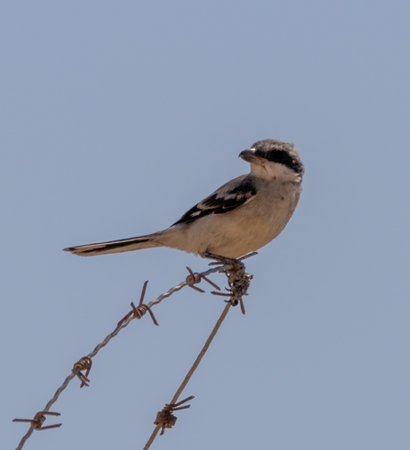 Arabian Grey Shrike