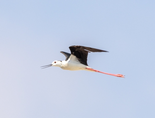 Black-winged Stilt