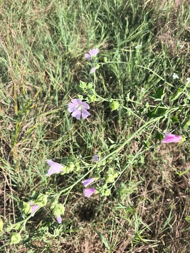 Eastern Tree-mallow