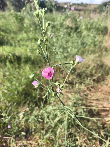 Hemp-leaved Mallow