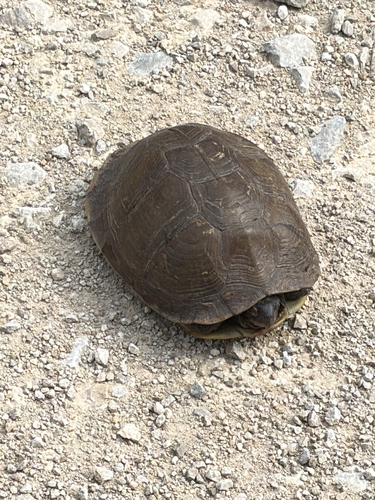 Three-toed Box Turtle