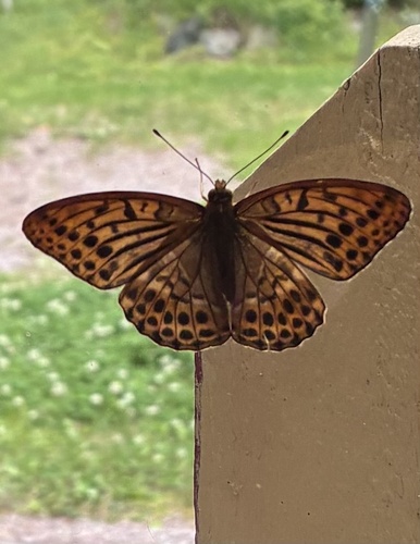 Silver-washed Fritillary