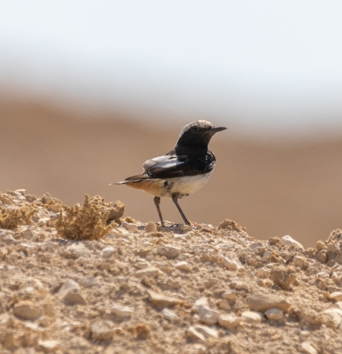 Mourning Wheatear