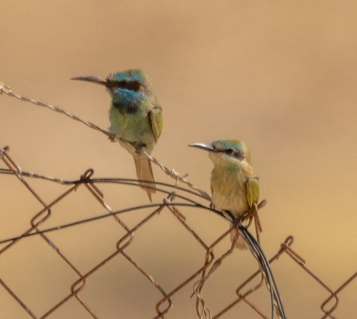 Arabian Green Bee-eater
