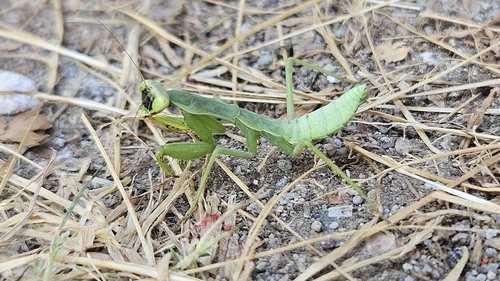 Transcaucasian Giant Mantis