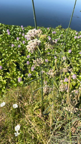 narrowleaf milkweed