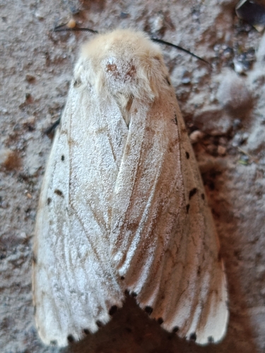 Spongy Moth