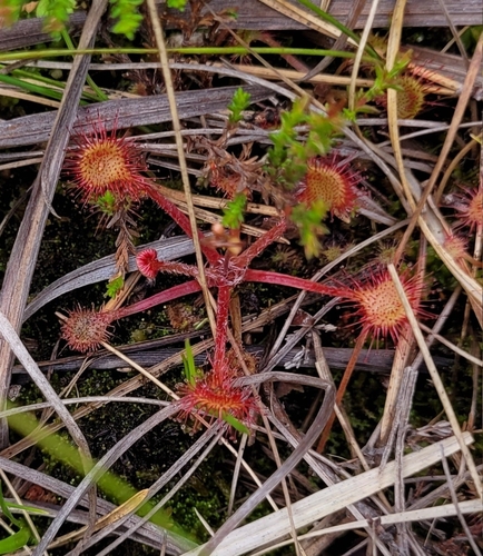 round-leaved sundew