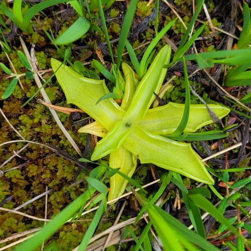 Common Butterwort