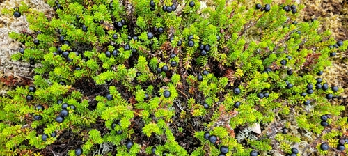 black crowberry