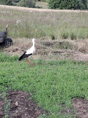 European White Stork