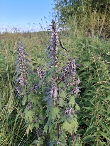 five-bladed motherwort