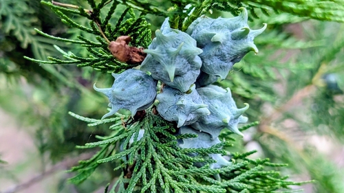 Chinese arborvitae