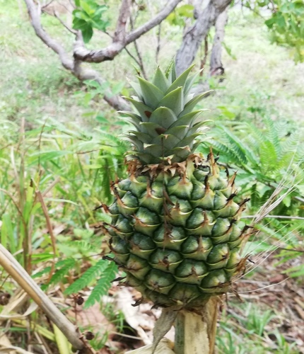 Ananas comosus image