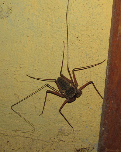Paraphrynus chacmool
