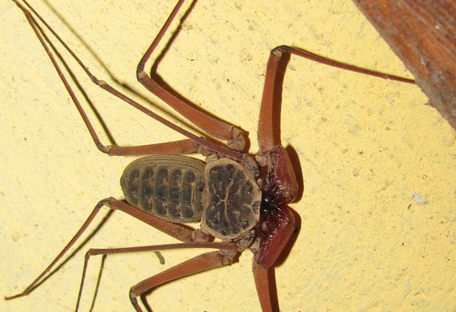 Paraphrynus chacmool